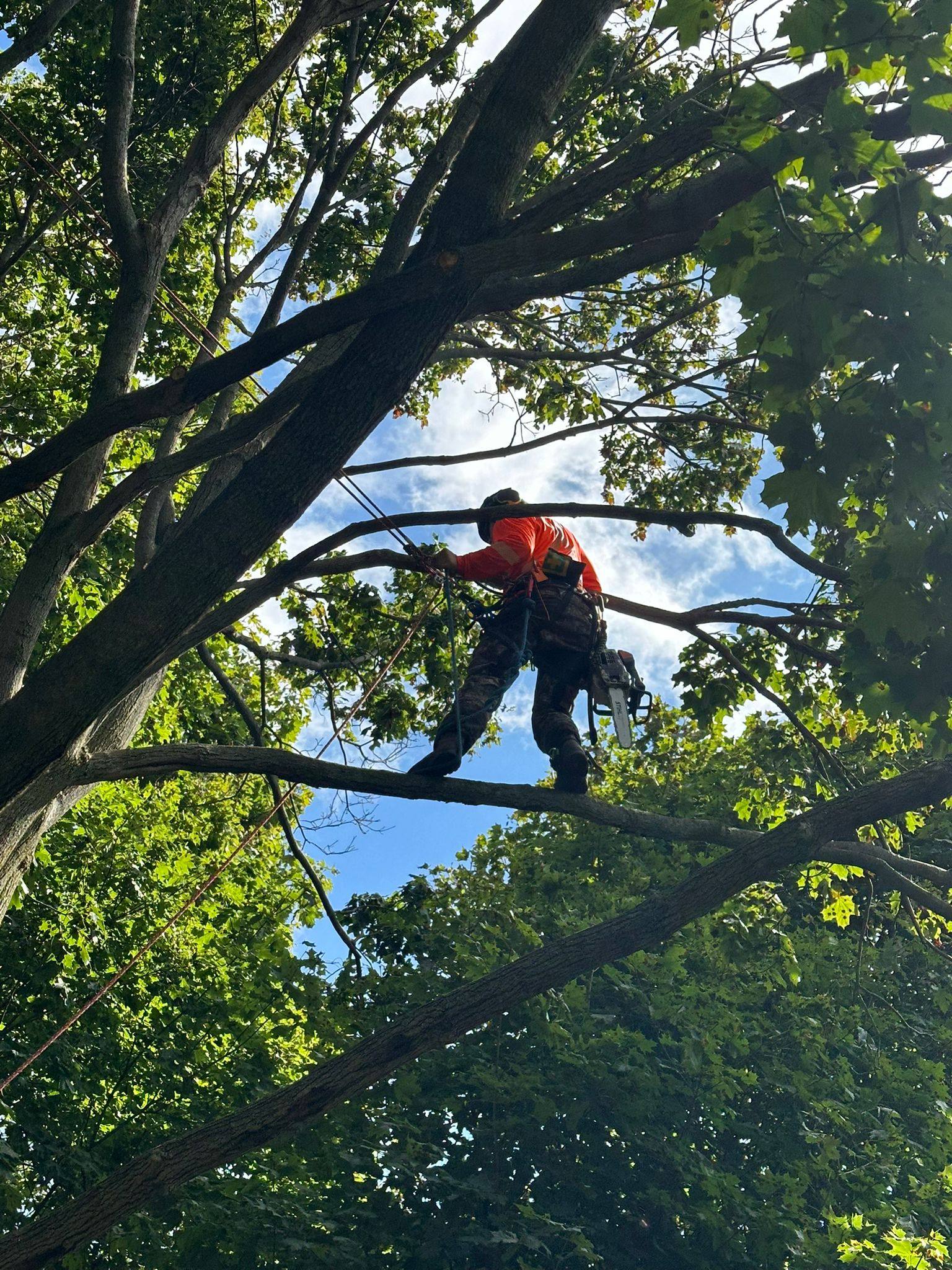 Arborist climbing through tree canopy with safety gear