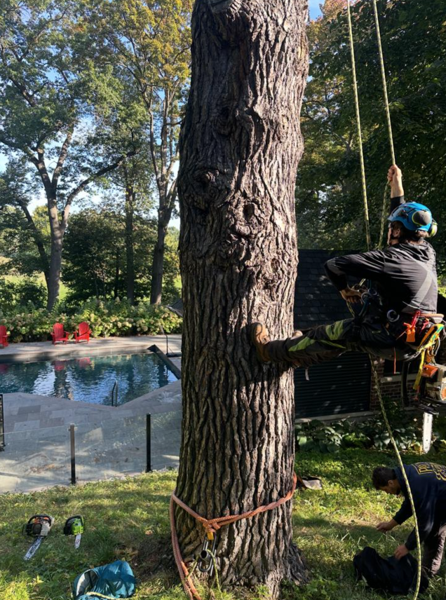 Professional arborist working on tree near residential pool