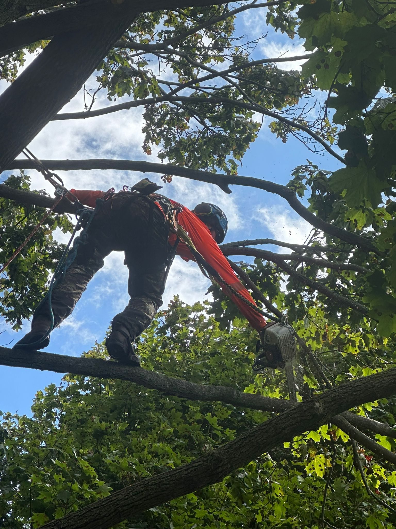 Arborist in red gear working high in tree canopy