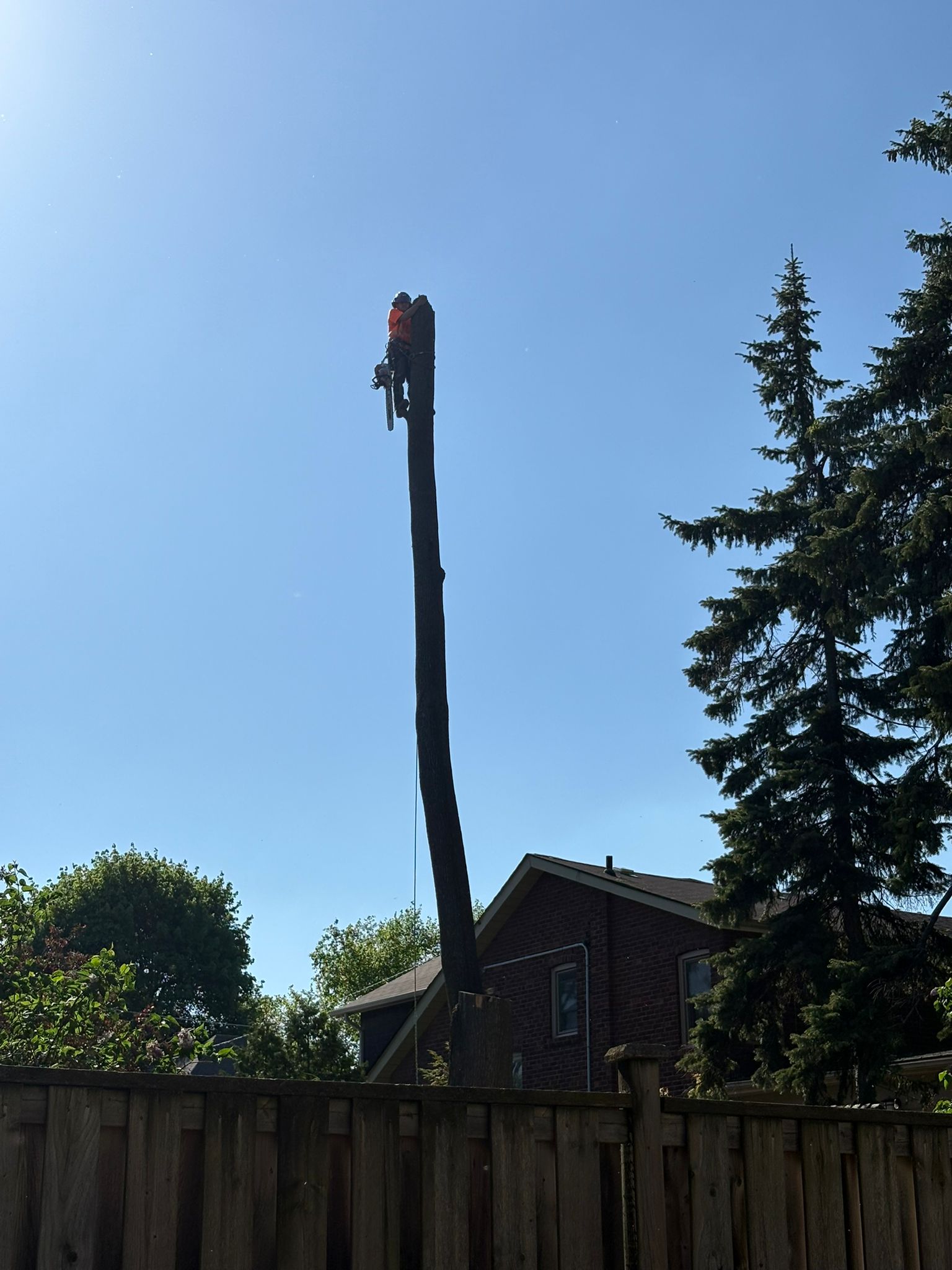 Arborist at the top of tall tree pole