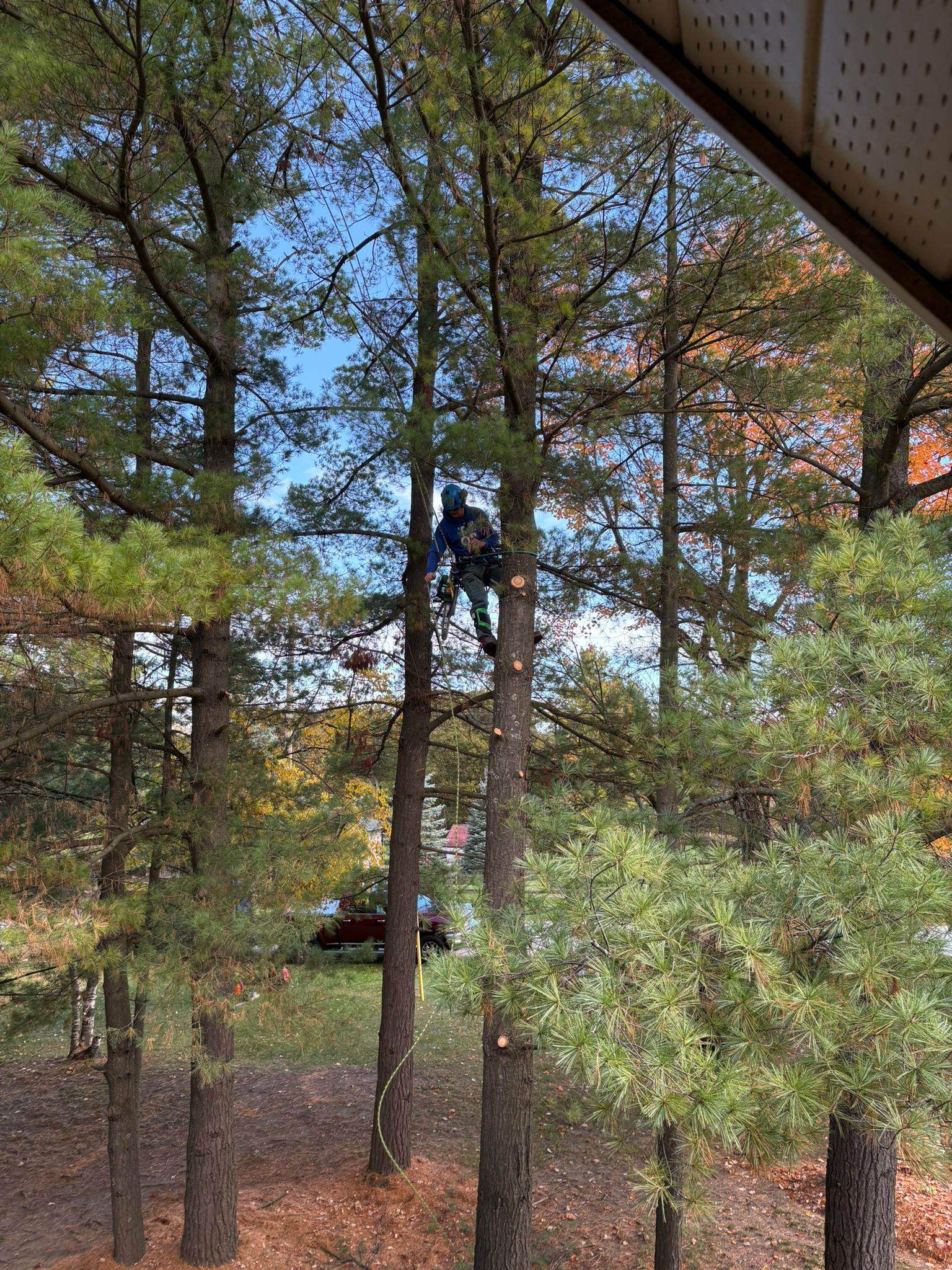 Professional arborist working high in tall pine tree with safety equipment