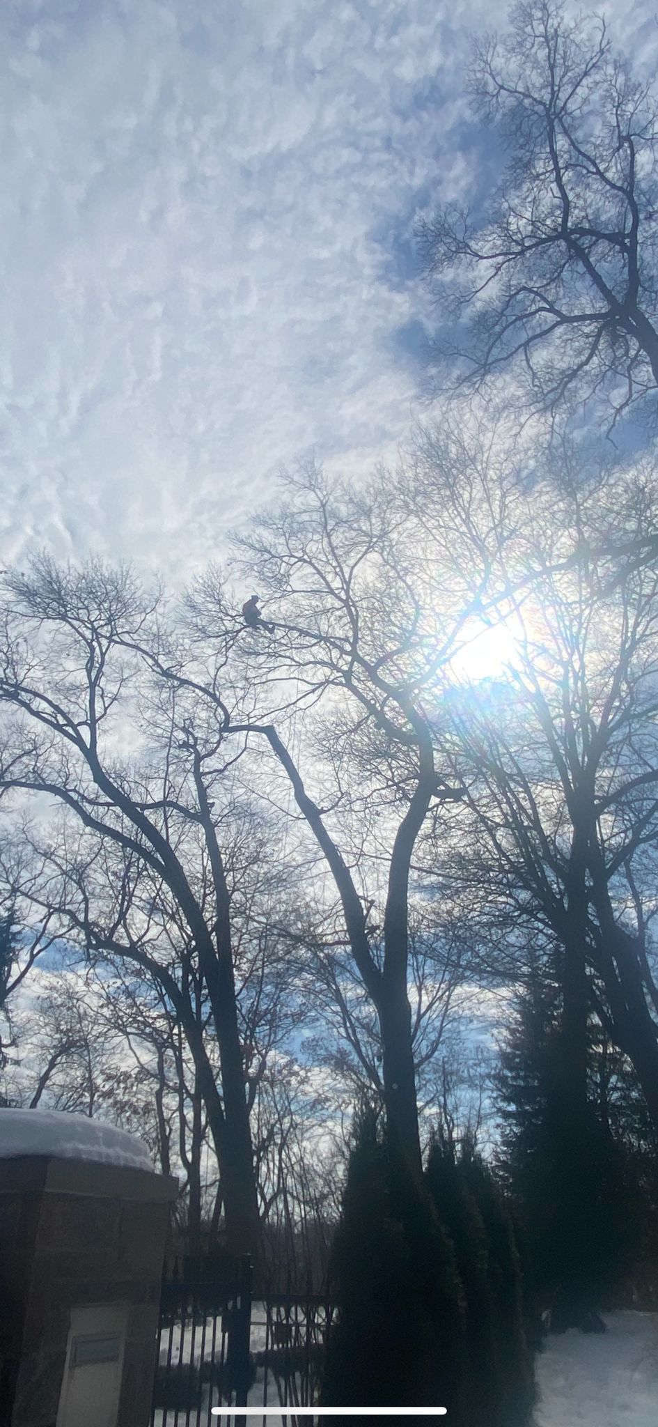 Arborist silhouette in winter tree work