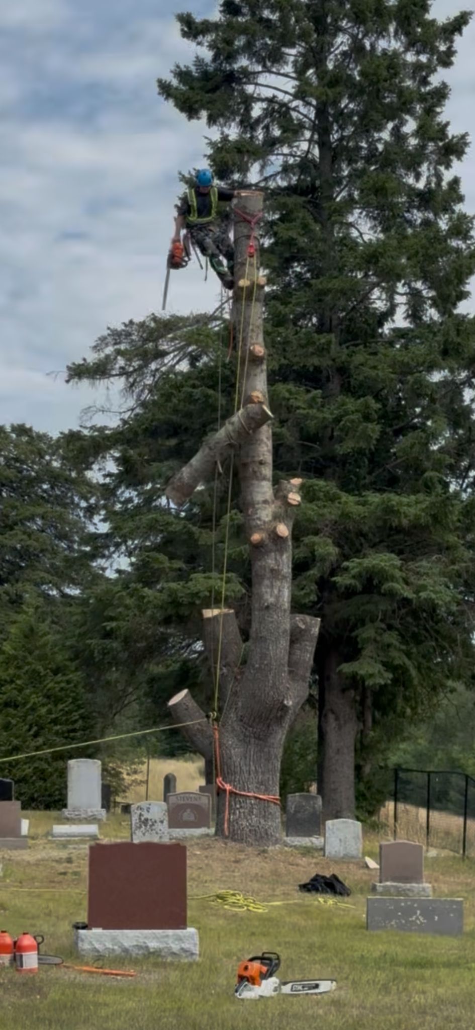 Tree removal work in cemetery