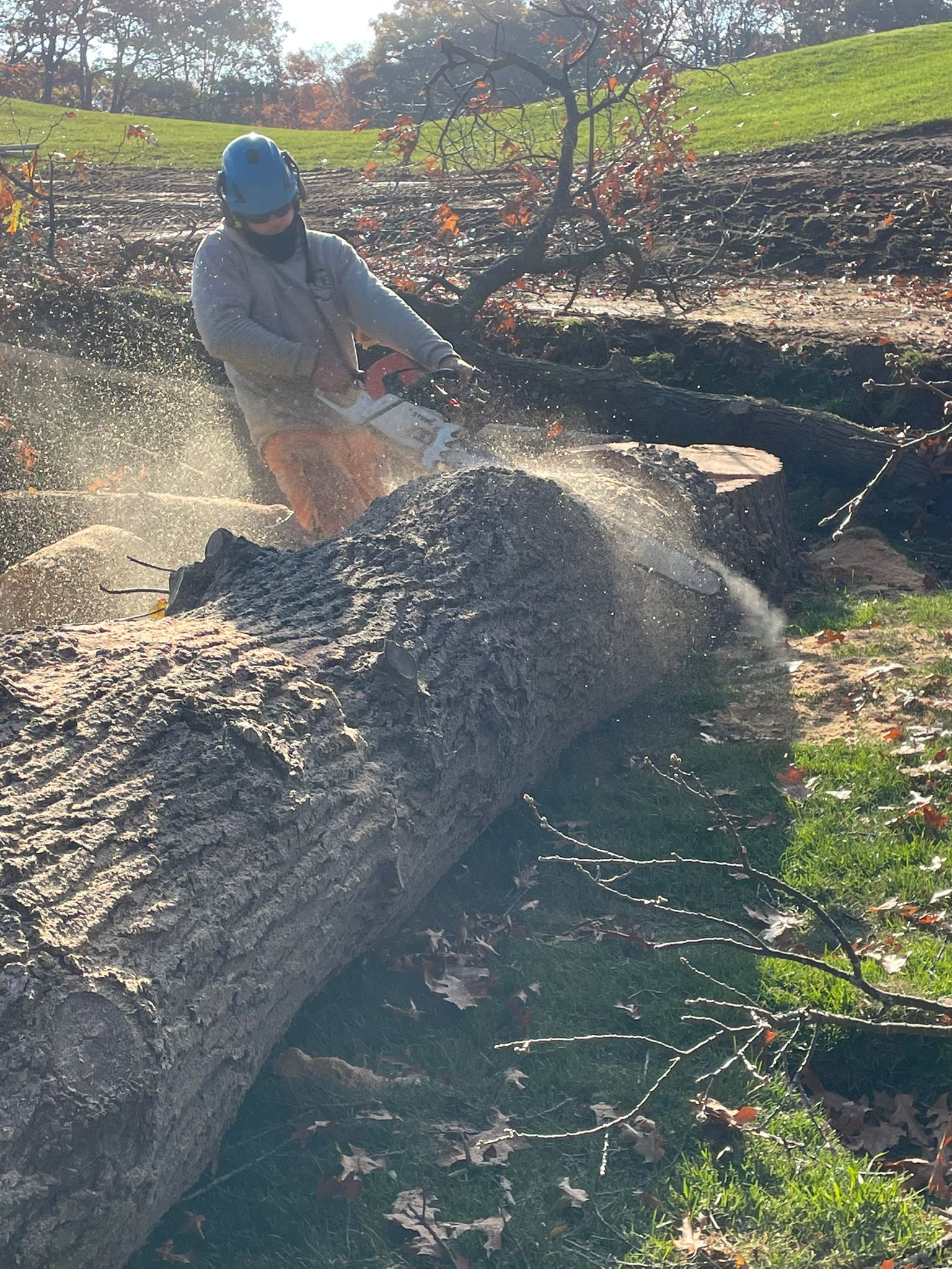 Close-up chainsaw work with sawdust flying