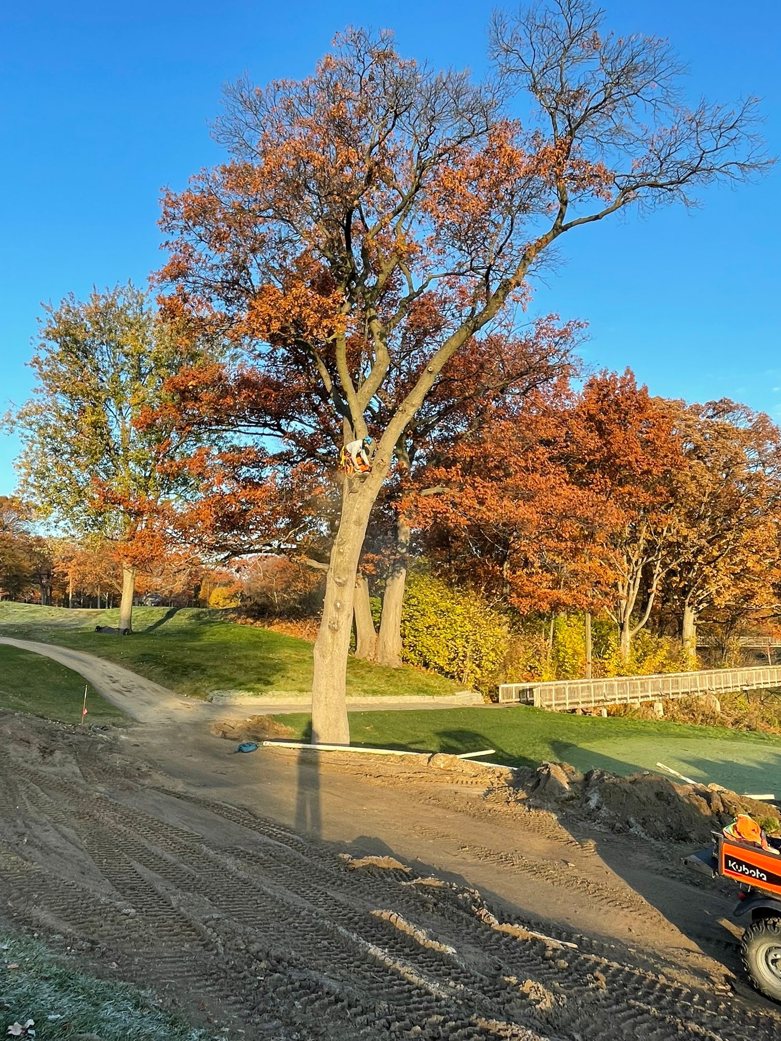 Large tree on golf course before removal