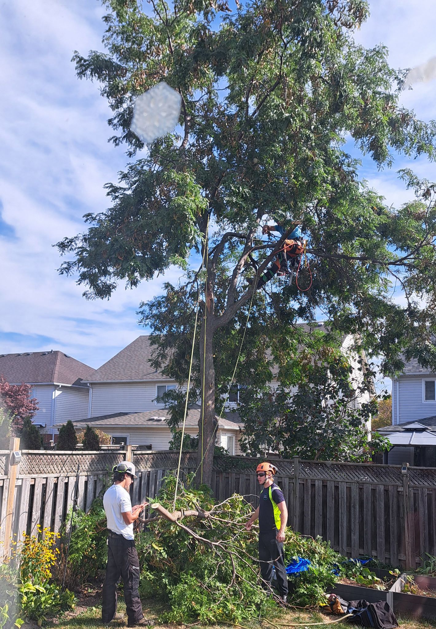 Tree service ground crew in residential backyard