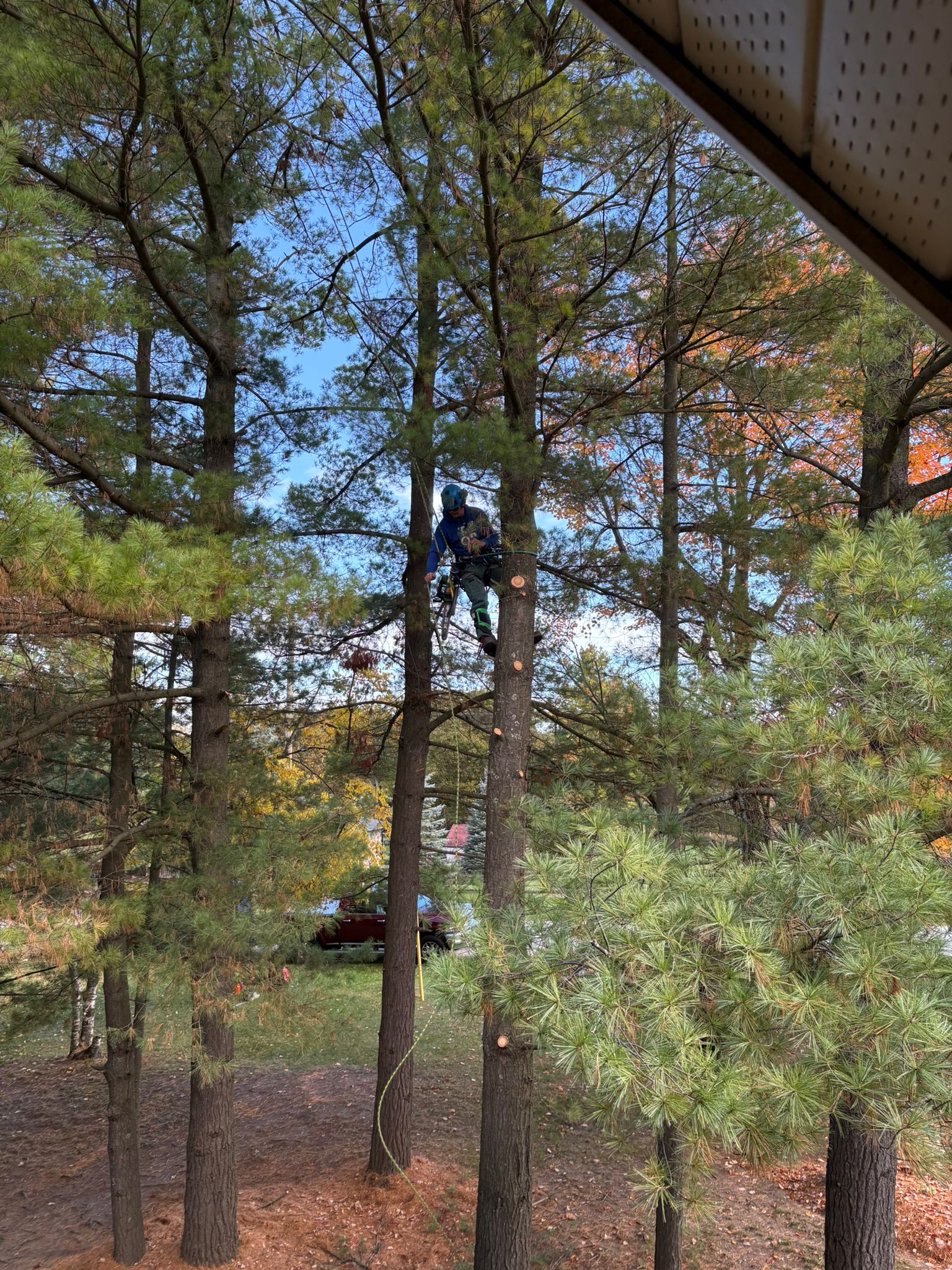 Arborist in tall pine tree
