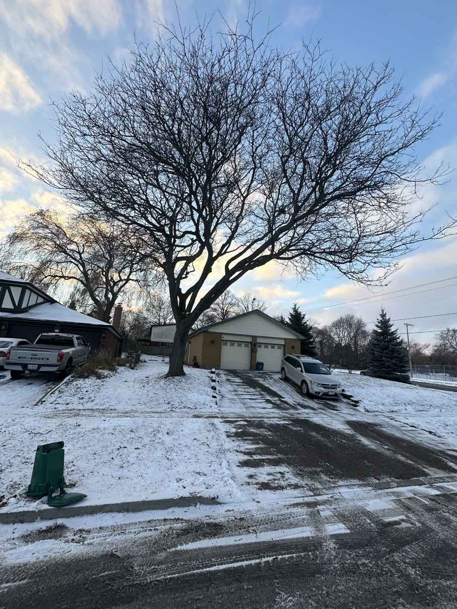 Same oak tree after professional pruning showing clean structure against winter sky