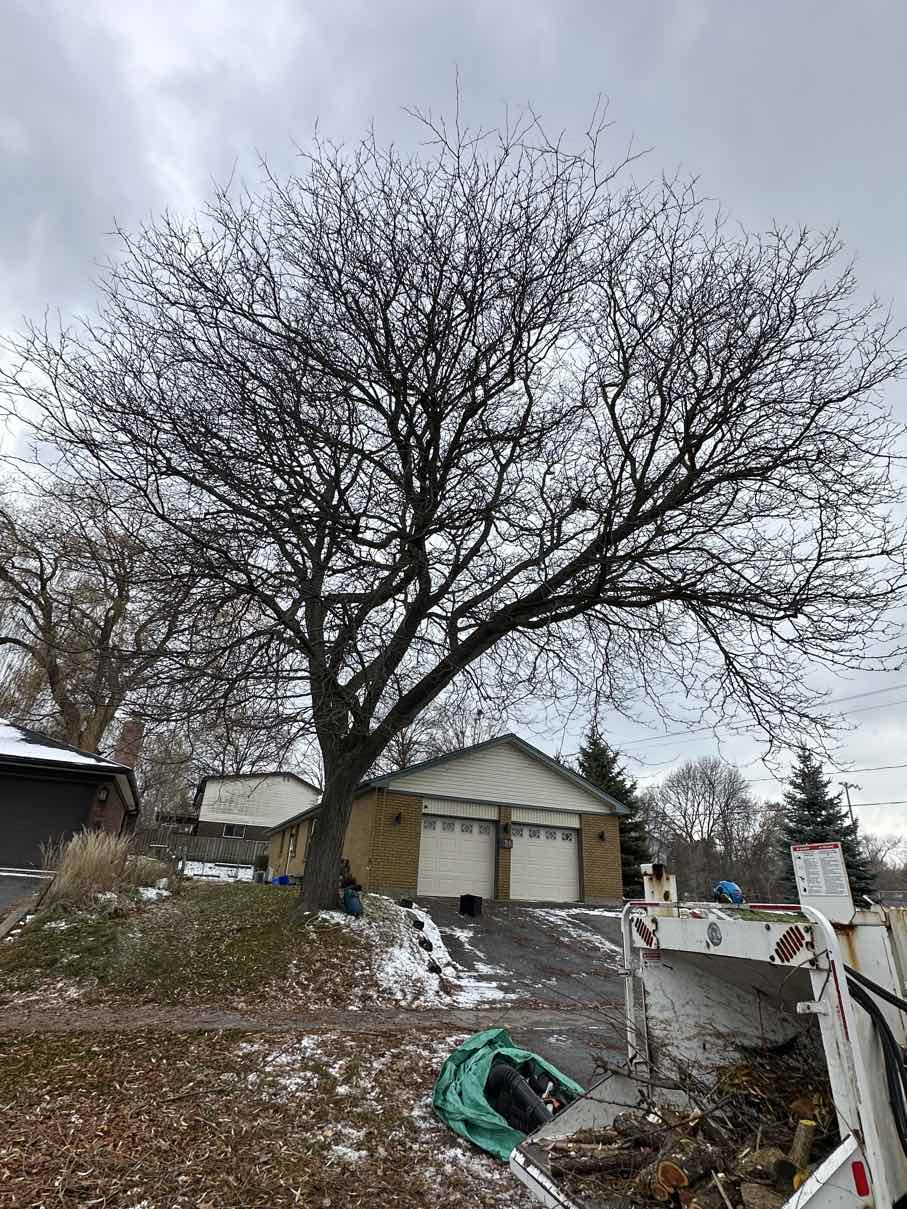 Large oak tree before professional pruning in winter with work truck on site