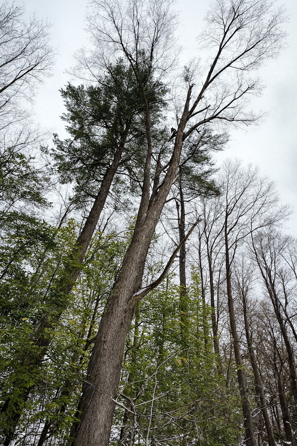 Arborist climbing tall conifer tree in autumn