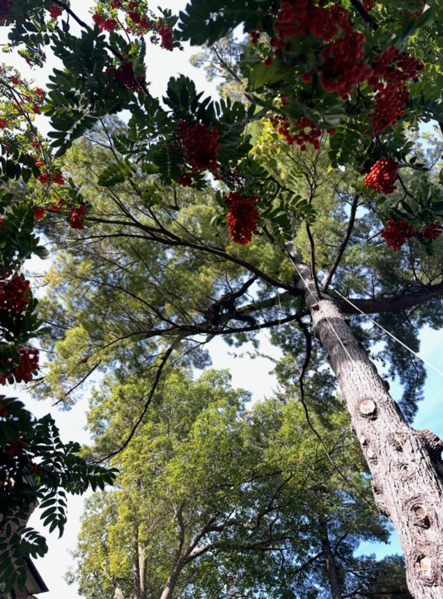 Beautiful tree canopy view with red berries