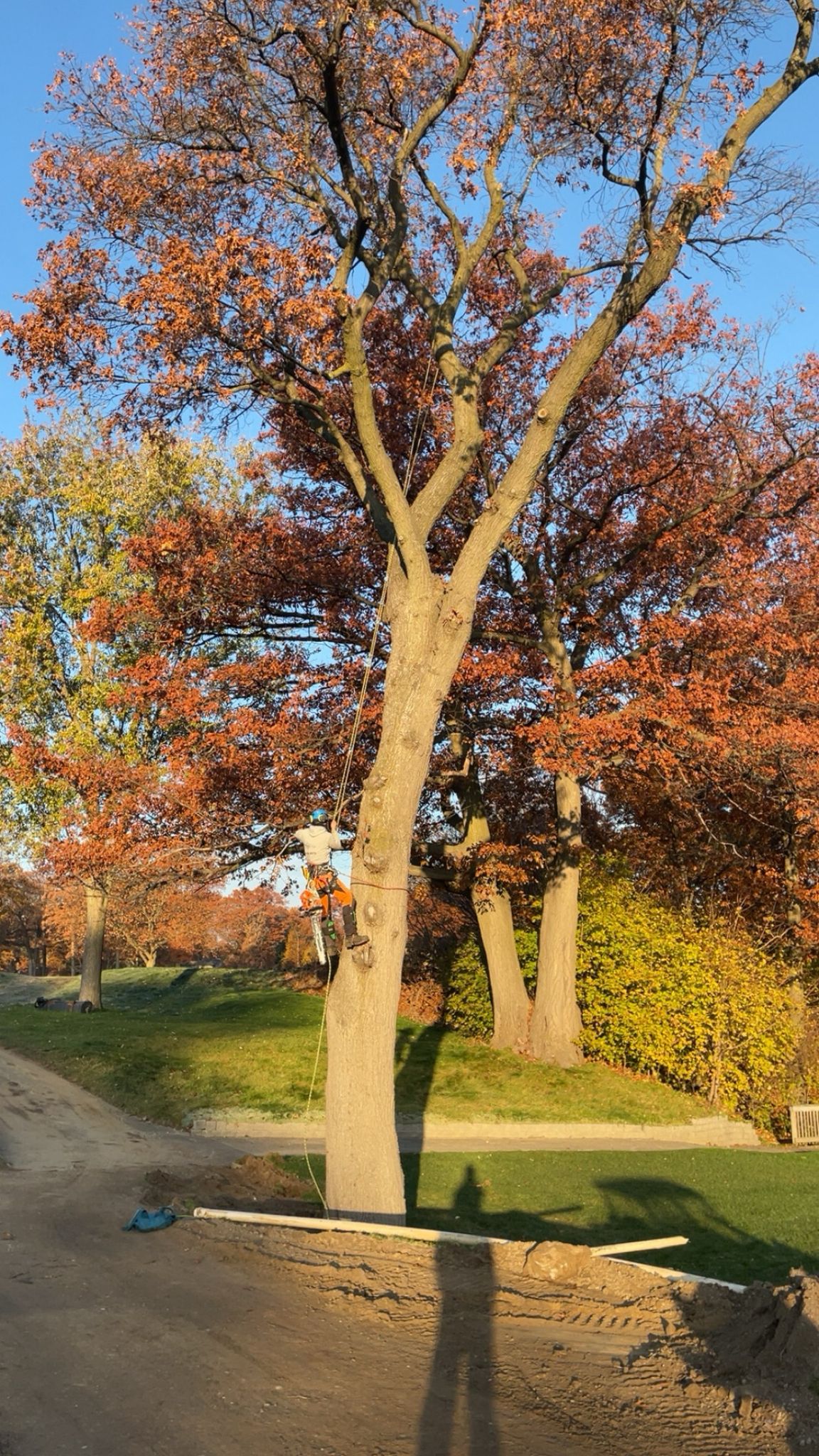 Arborist climbing tall hardwood tree