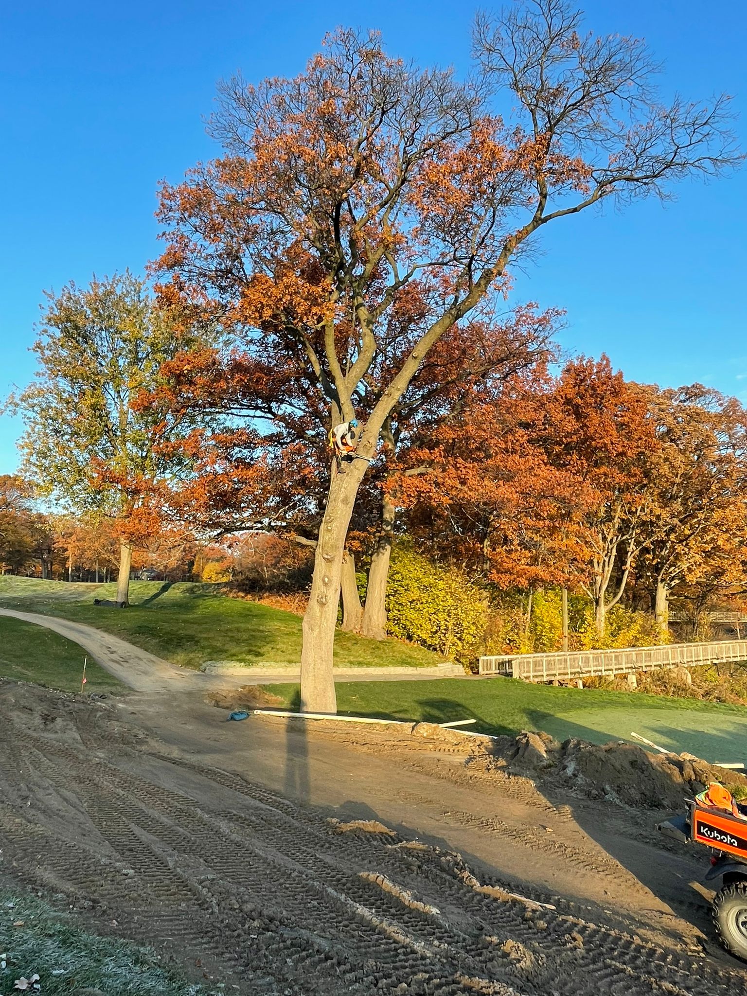 Golden hour tree work on golf course