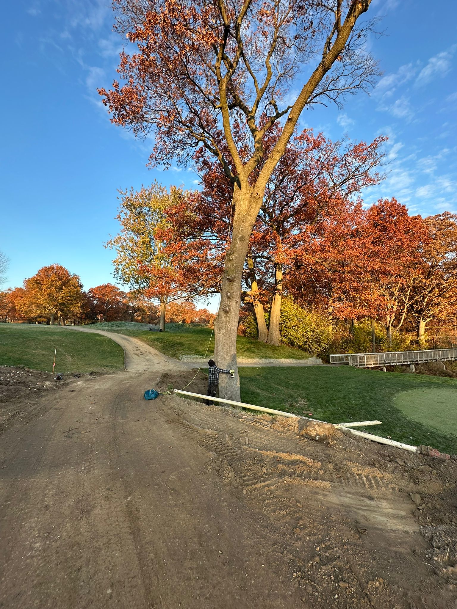Tree removal service in Whitby