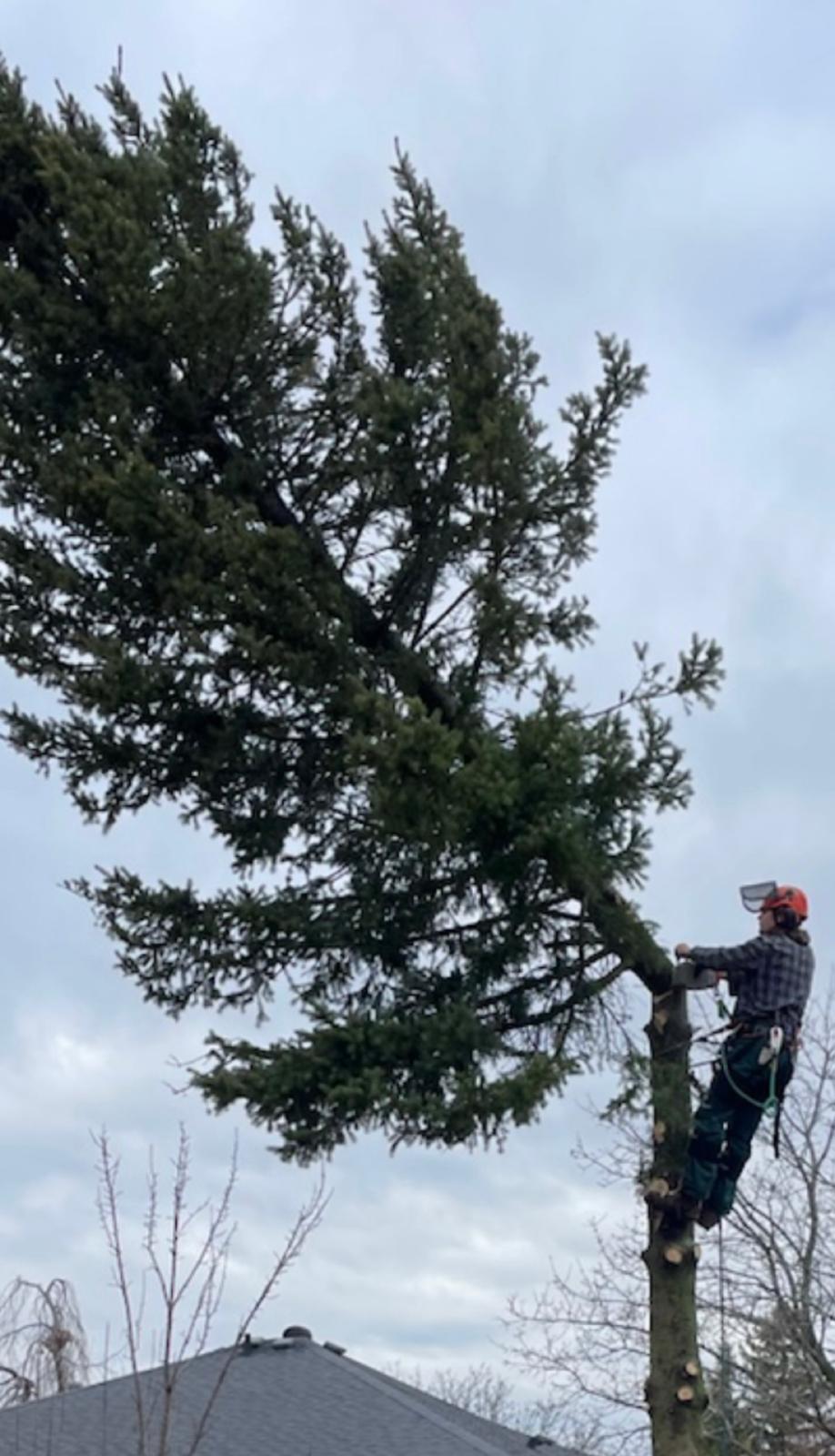 Arborist climbing pine tree in winter